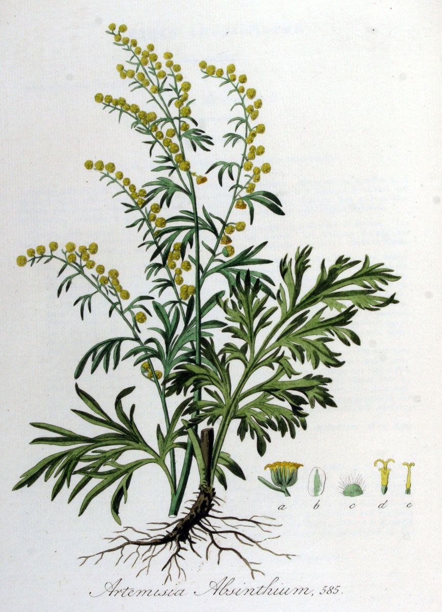 Полынь горькая (Artemisia absinthium)परव
