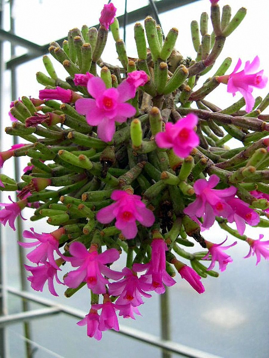 Хатиора саликорниоидес