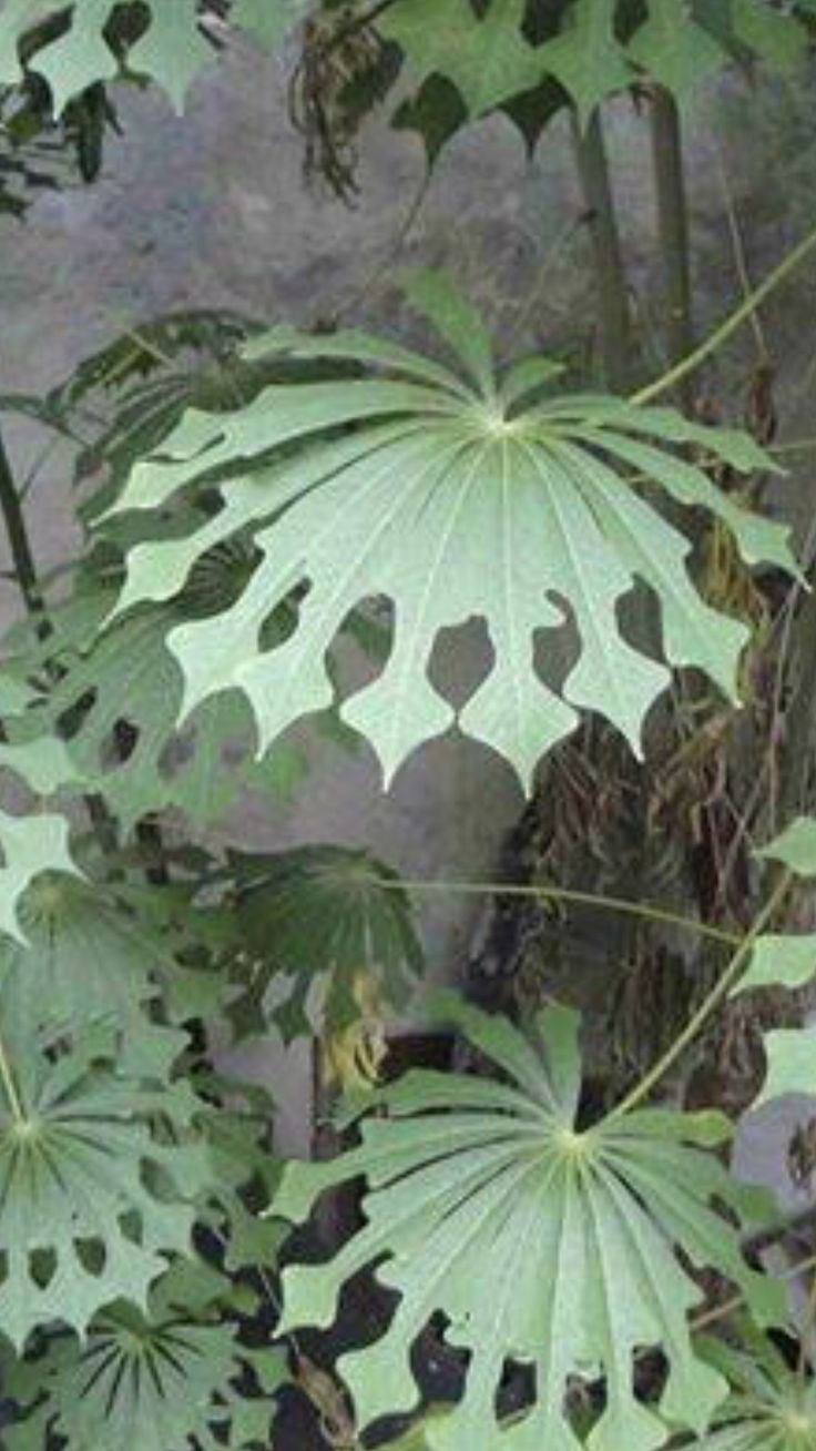 Лиана с резными листьями комнатное растение