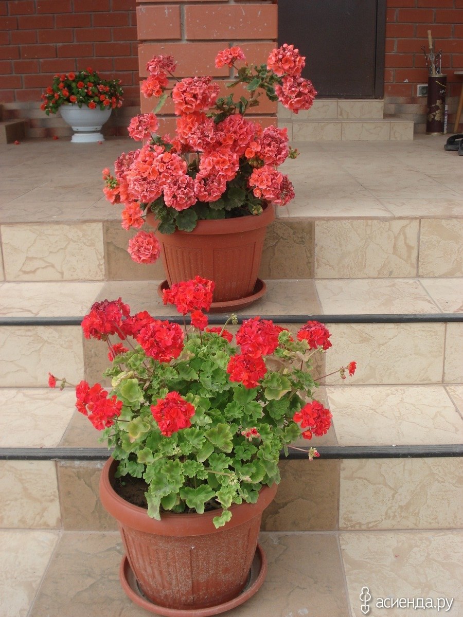 Пеларгония зональная в кашпо