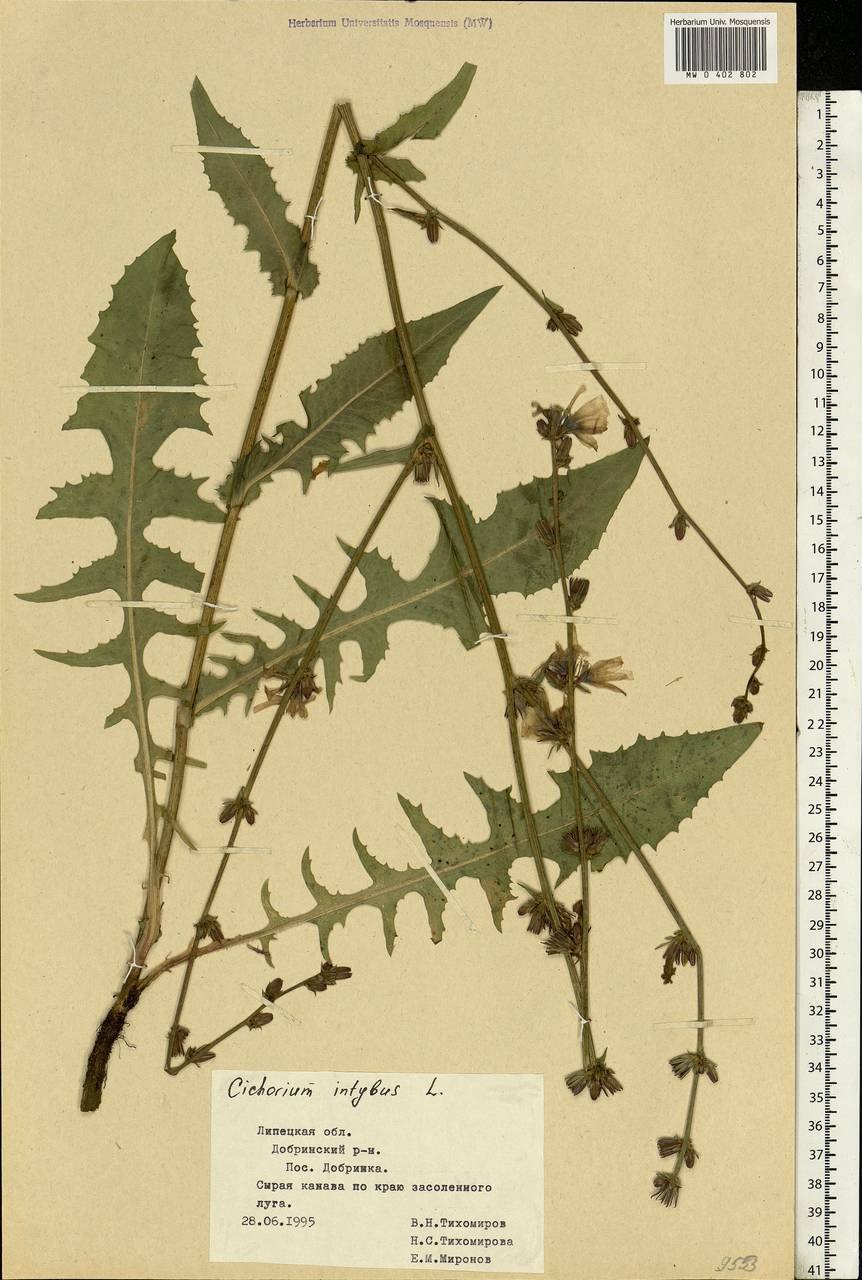 Цикорий трава Азбука трав