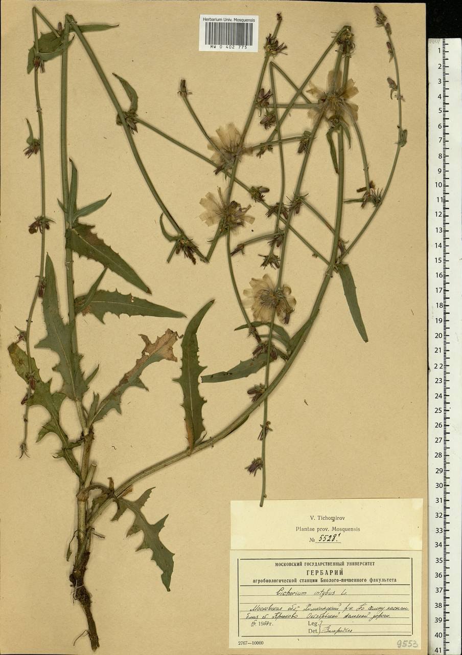 Дикий цикорий (Cichorium