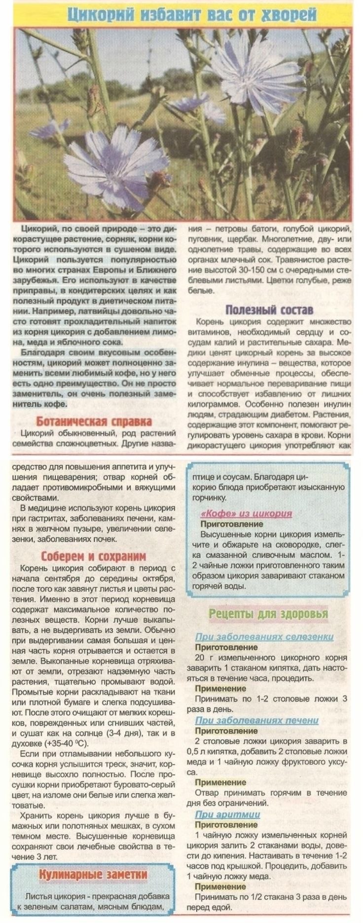 Цикорий обыкновенный сорные растения