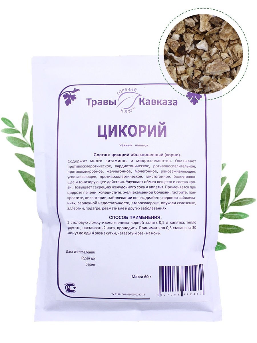 Цикорий растение и описание (72 фото)