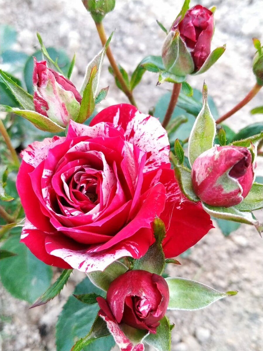 Роза спрей Таманго