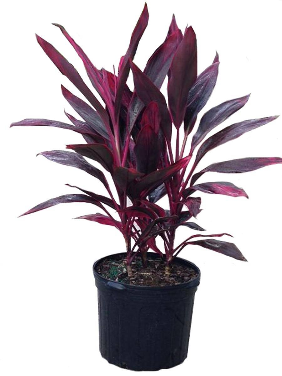 Кордилина фрутикоза