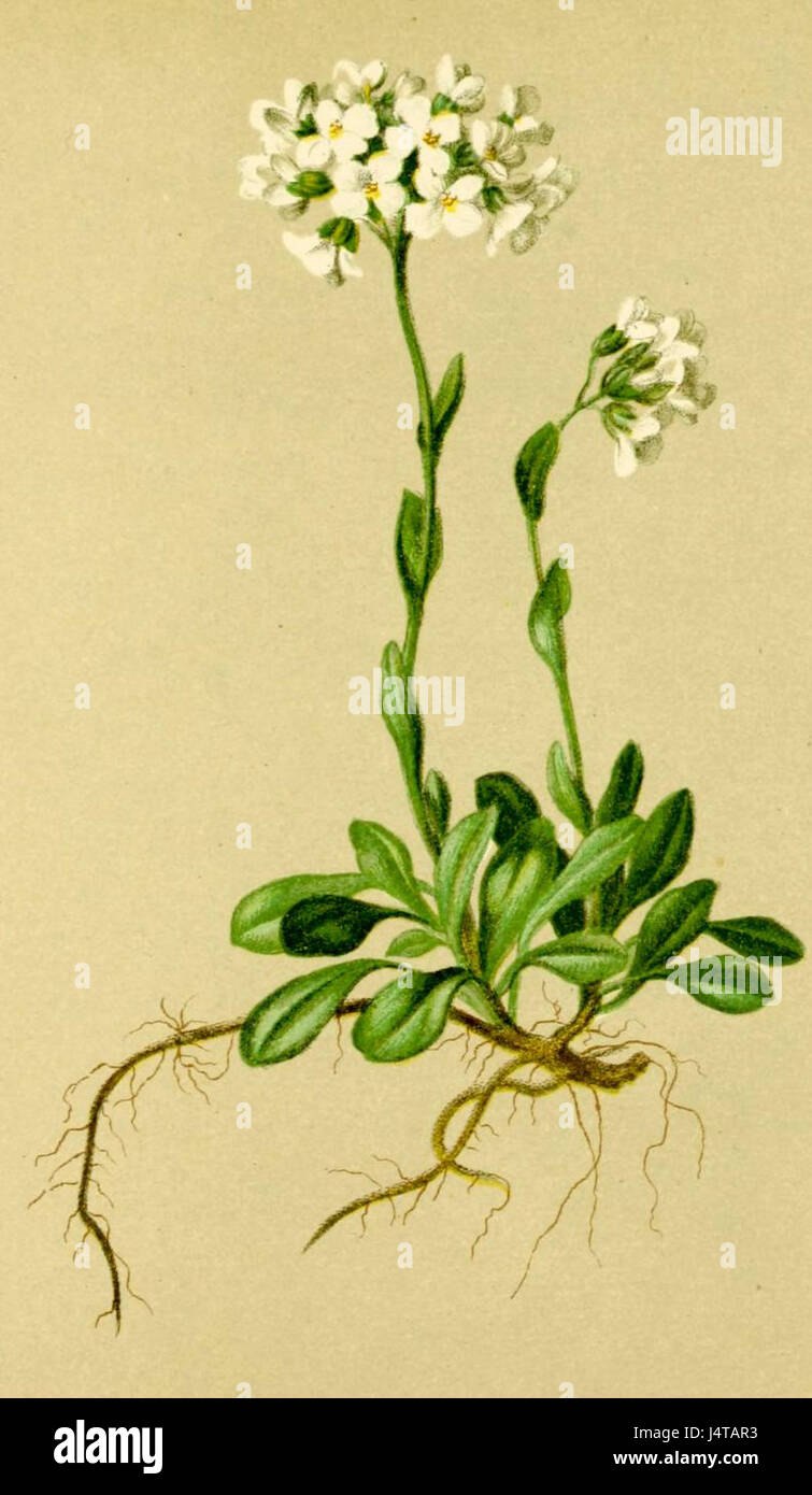 Икотник седой