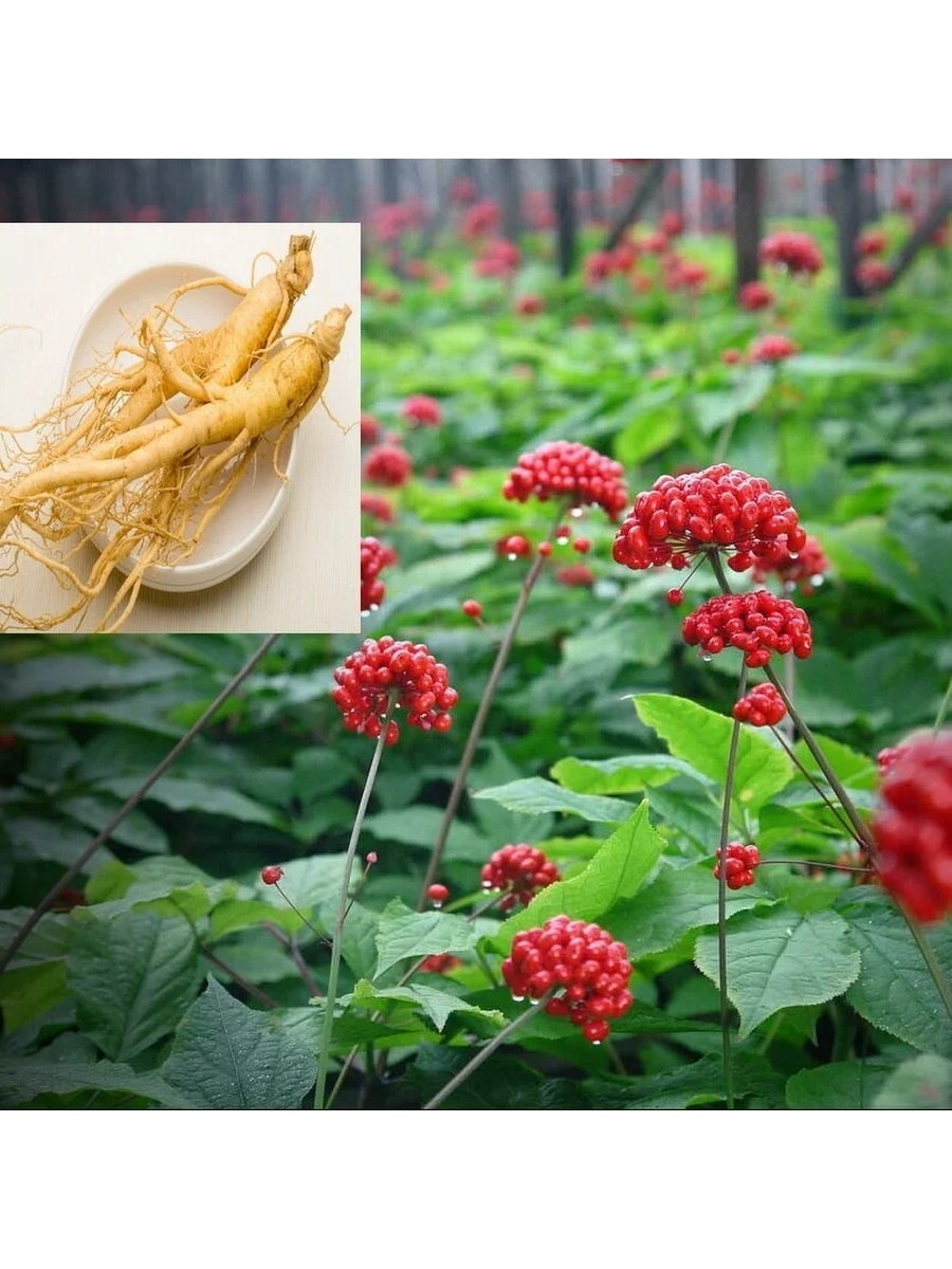 Женьшень Дальневосточный