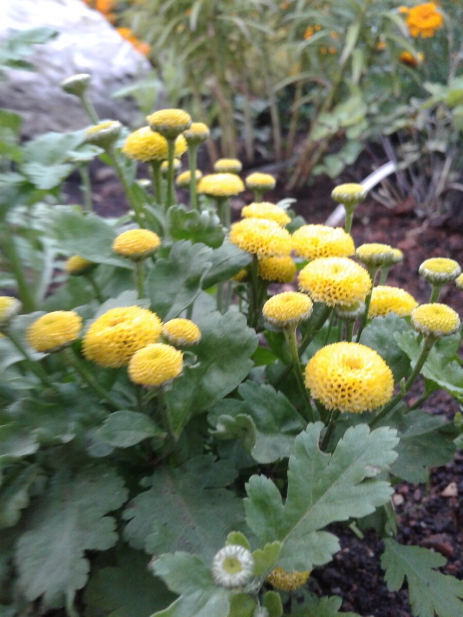 Ромашник пижма