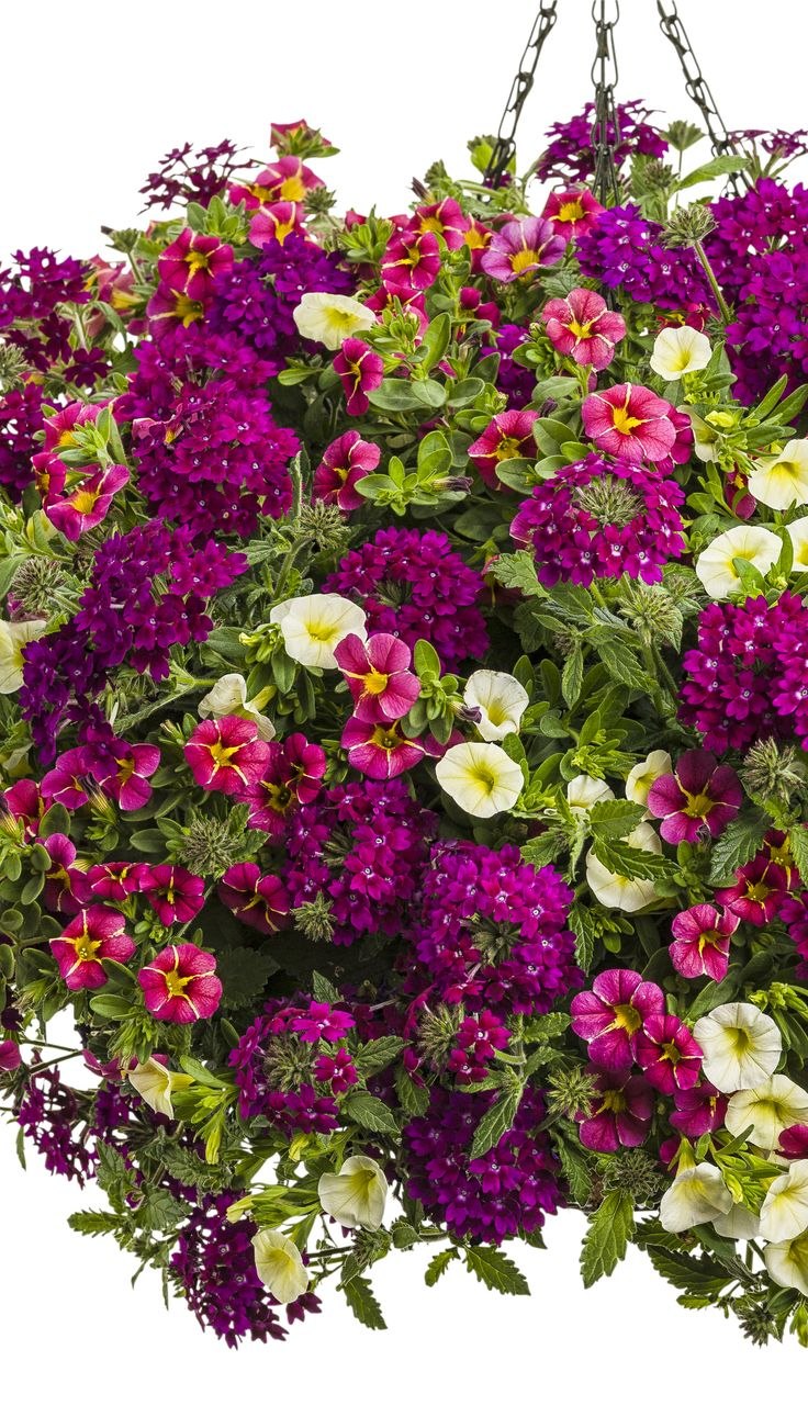 Петуния Вербена калибрахоа