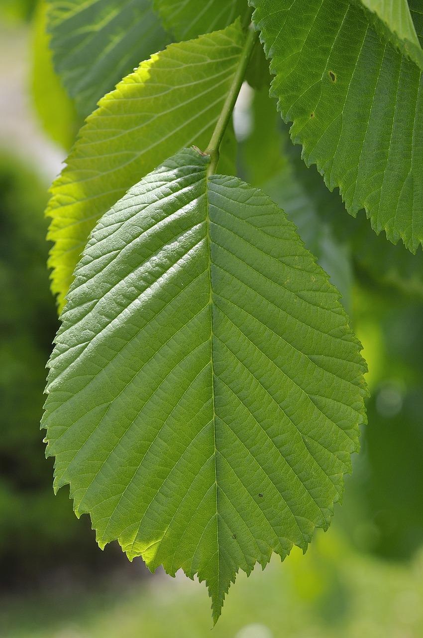 Вяз гладкий (Ulmus laevis)