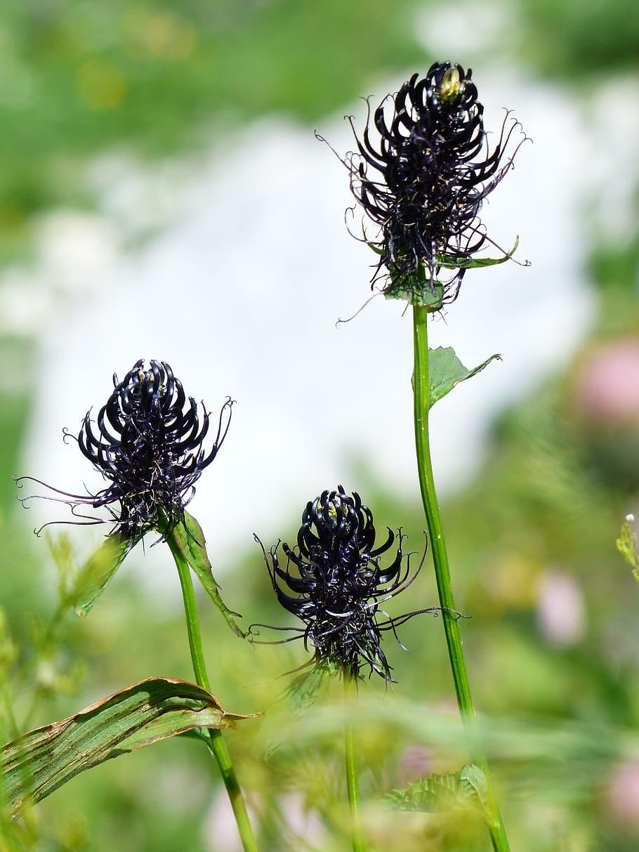 Цветок коготь дьявола