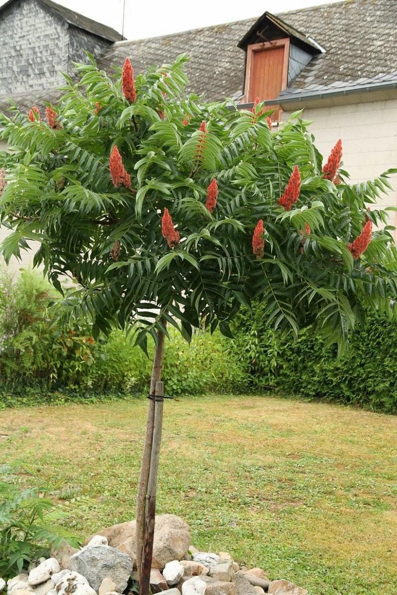 Сумах Rhus typhina