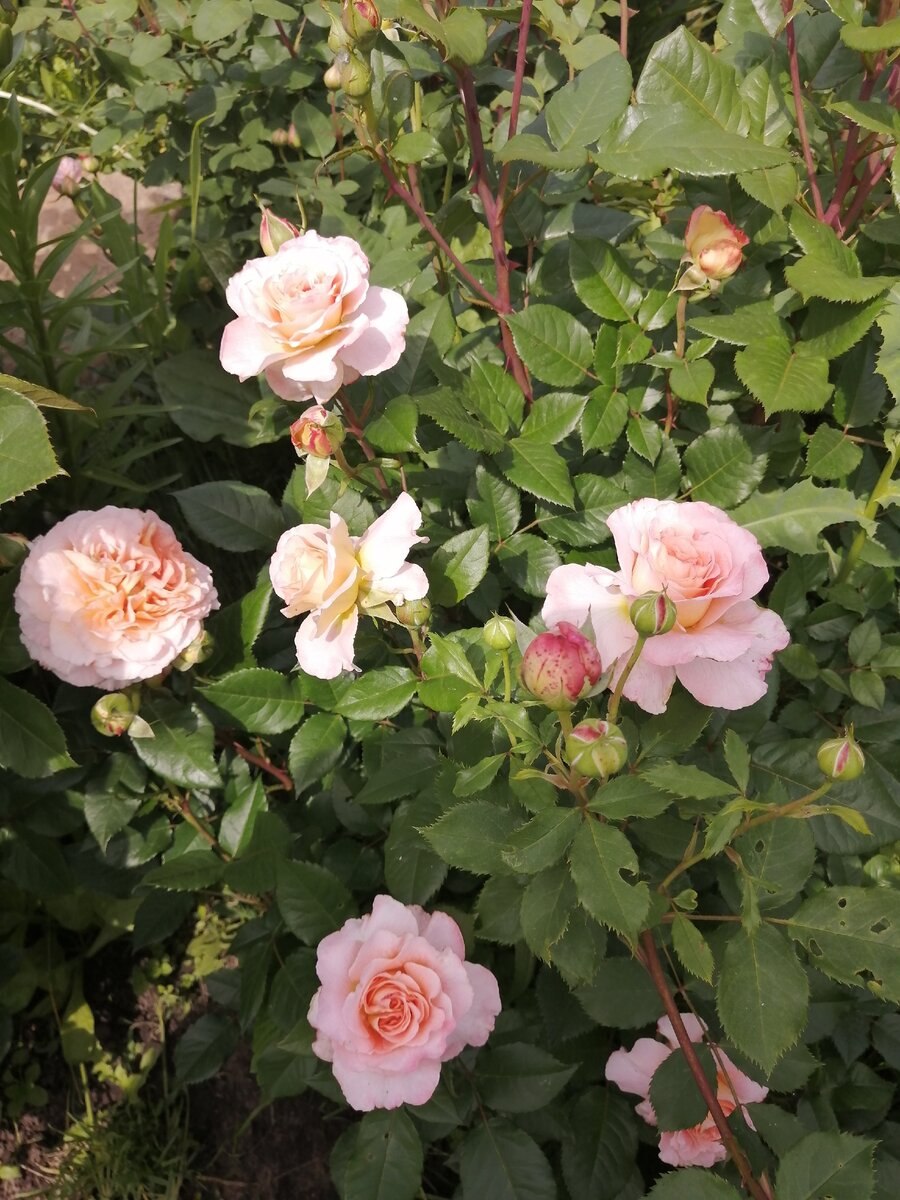 Роза флорибунда бордюр Камайо