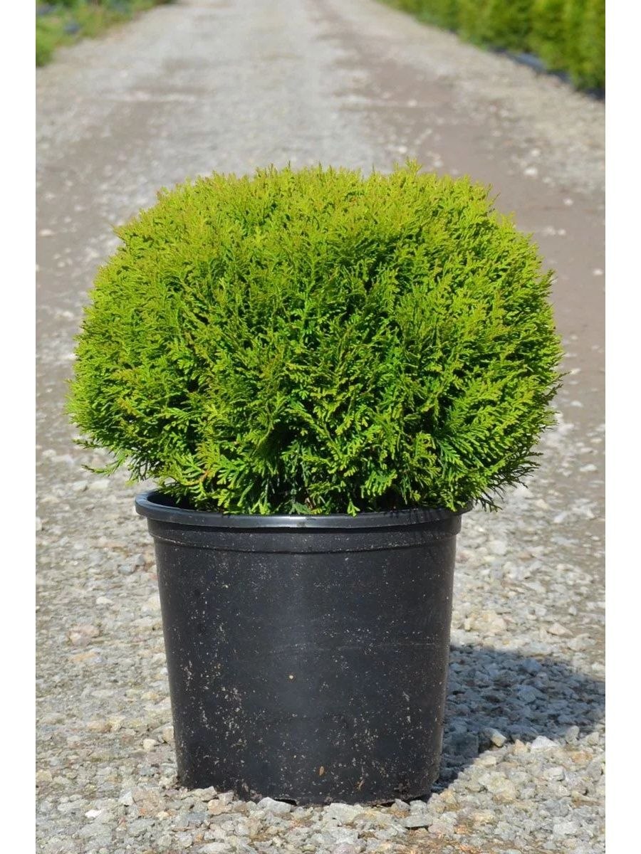 Туя Западная Даника