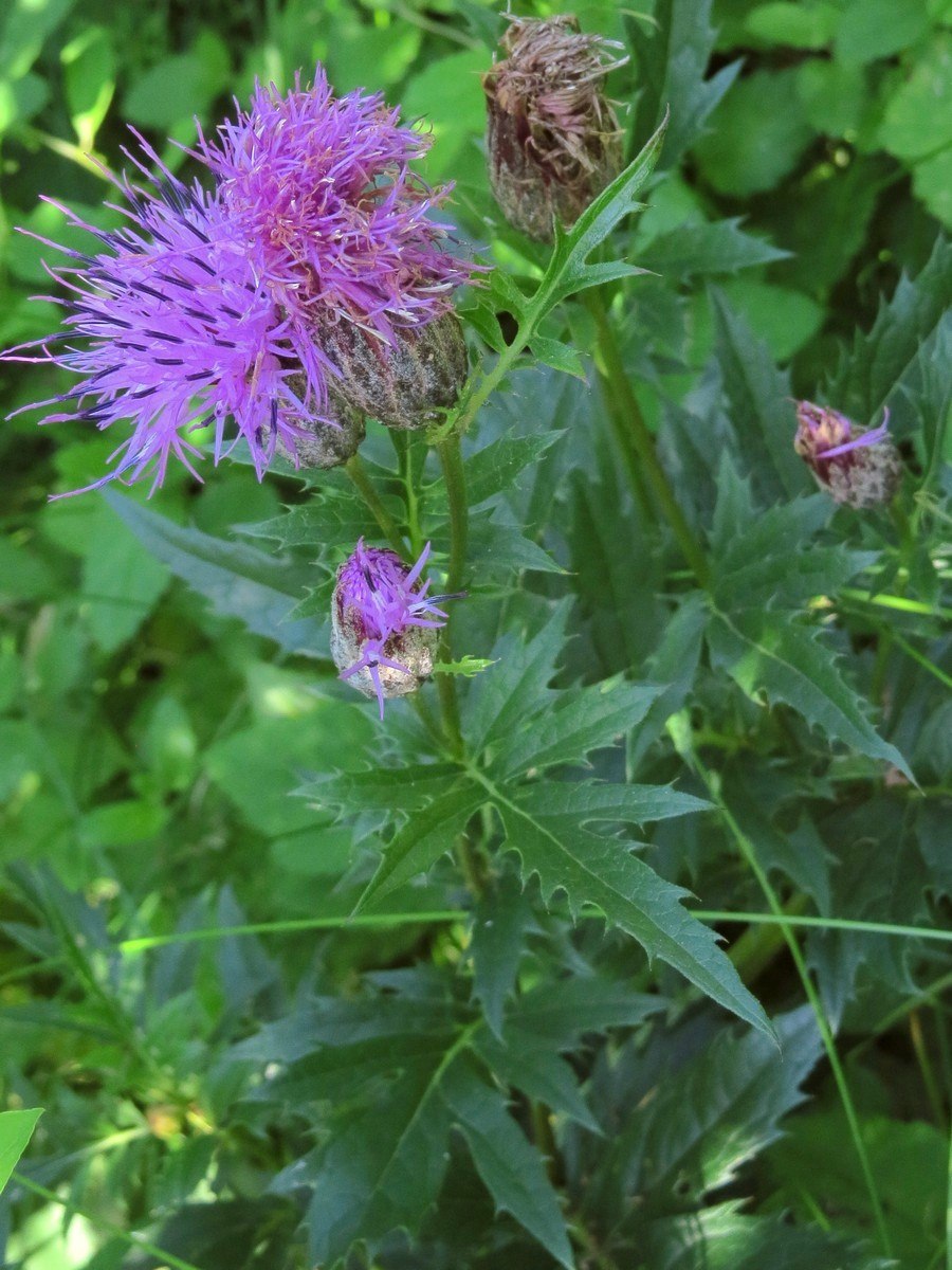 Серпуха красильная