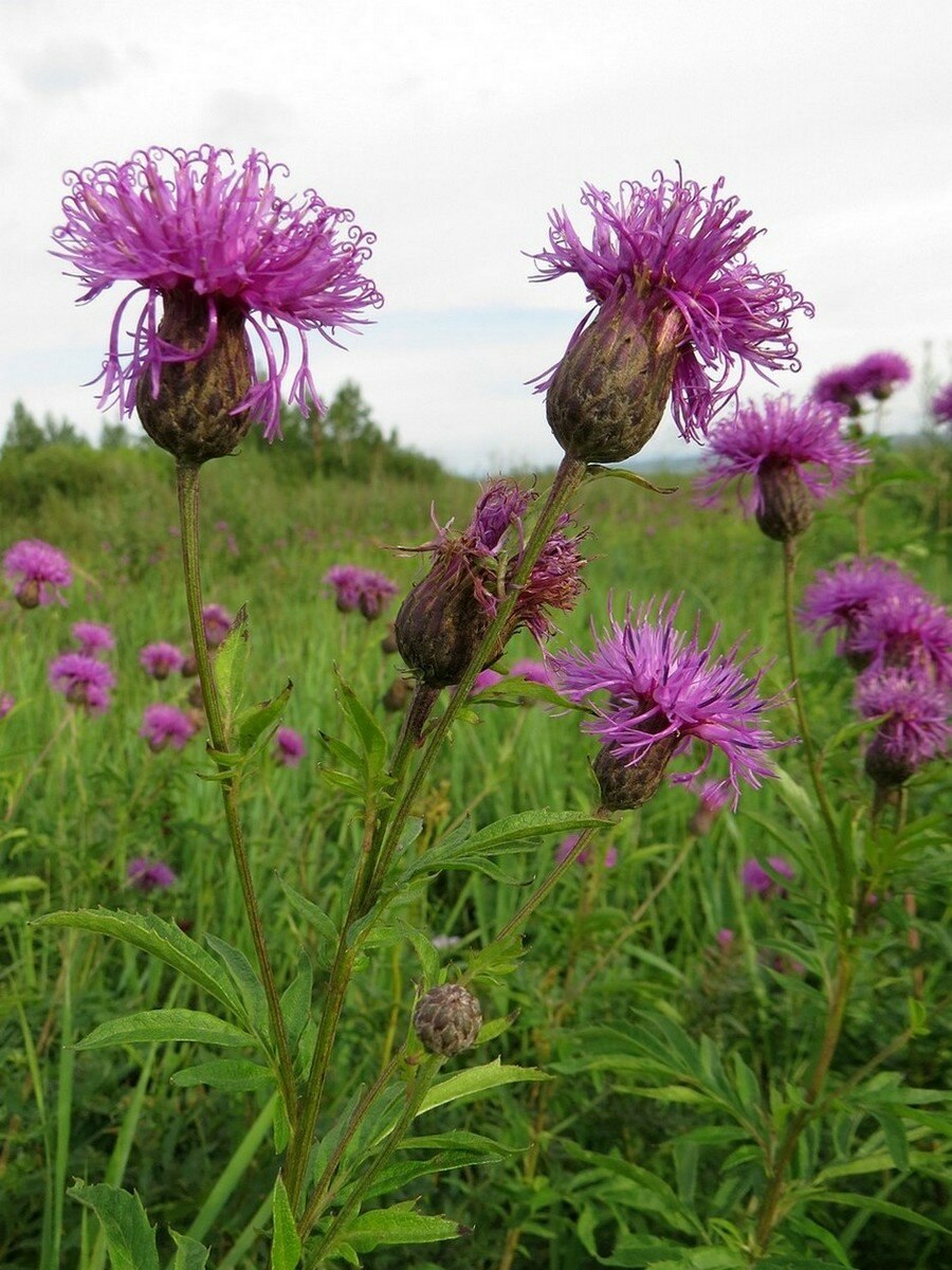 Серпуха, левзея