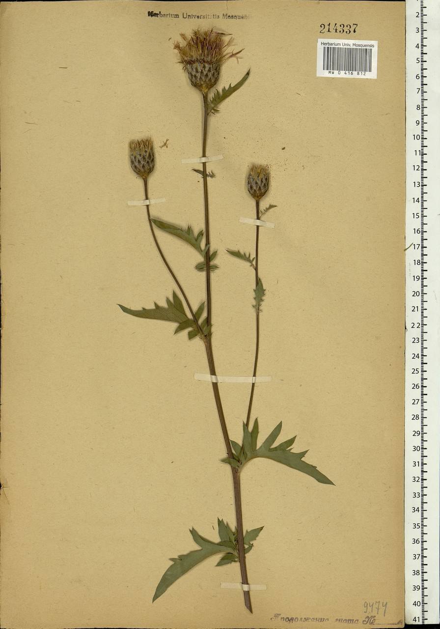 Серпуха увенчанная