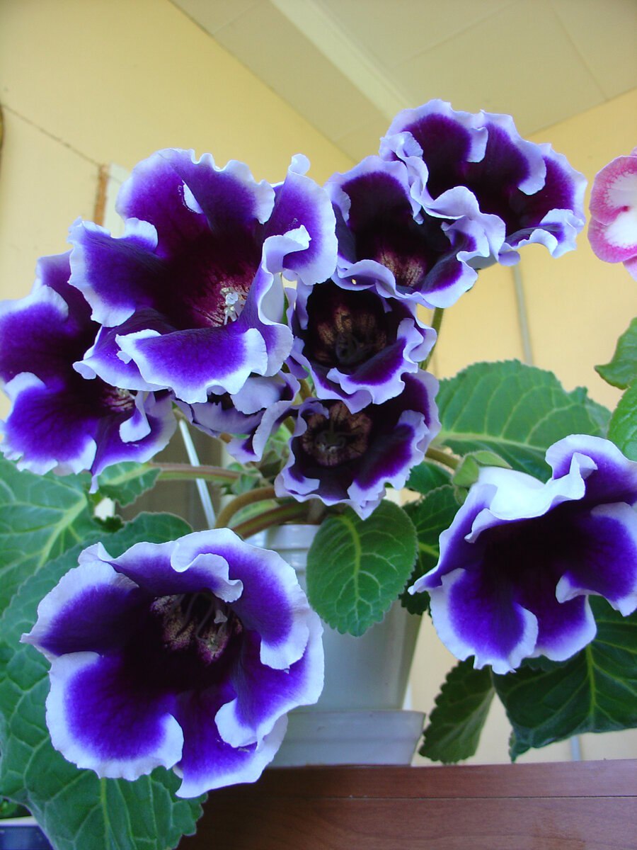 Глоксиния Офелия