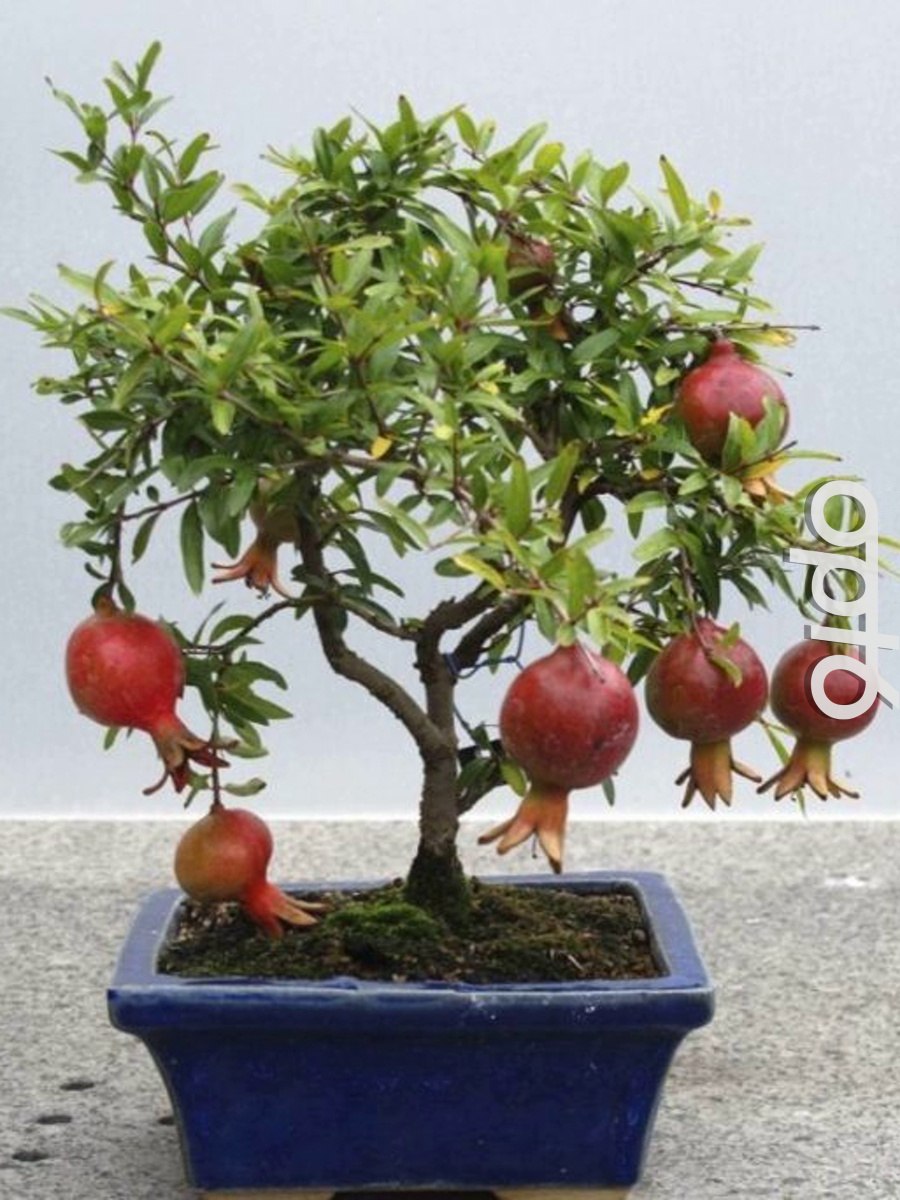 Гранат (гранатник) обыкновенный