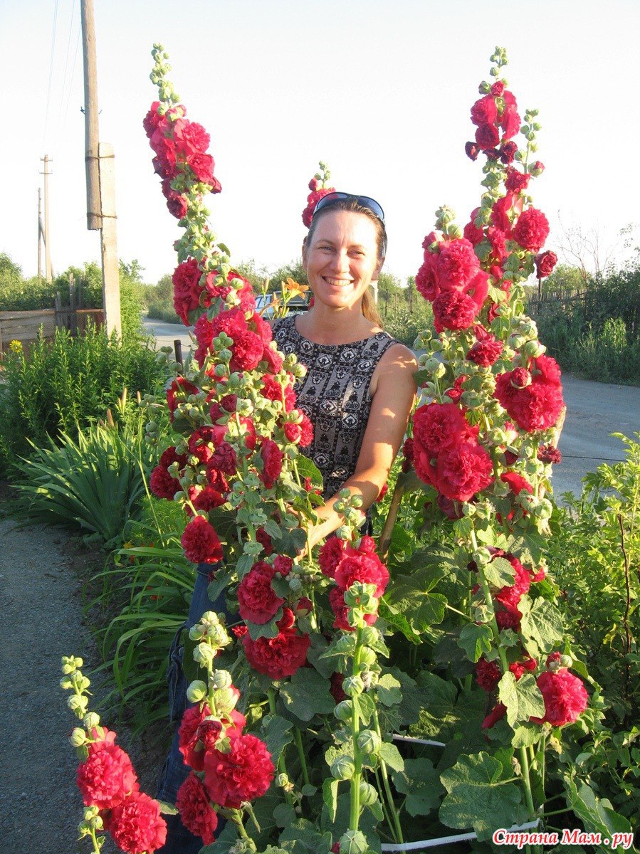 Шток-роза Бридесмейд