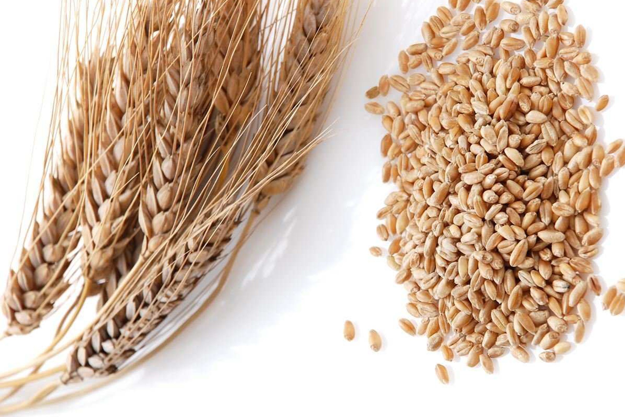 Вырастет колос. Полба Колос. Пшеница зерно. Крупа из пшеницы. Крупы из зерна пшеницы.