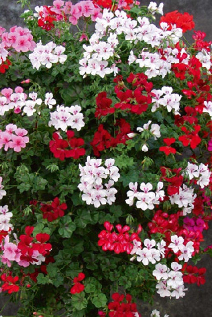 Пеларгония плющелистная Sally