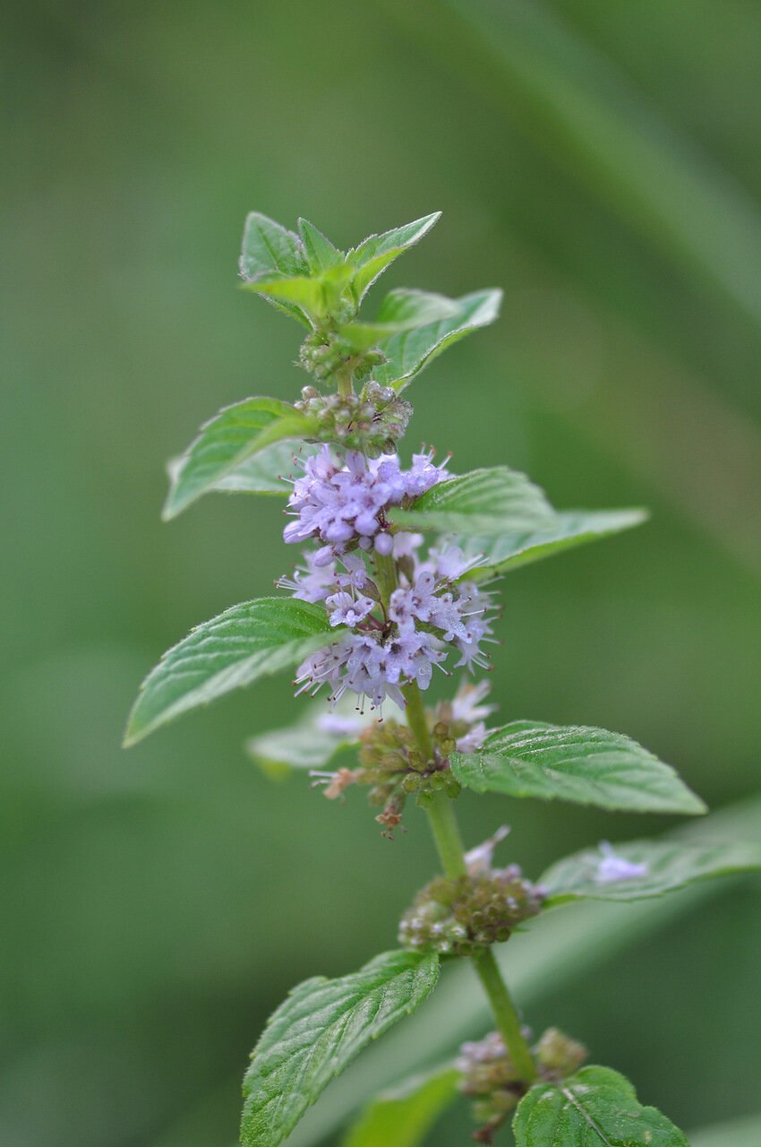 Мята Полевая (Mentha arvensis)