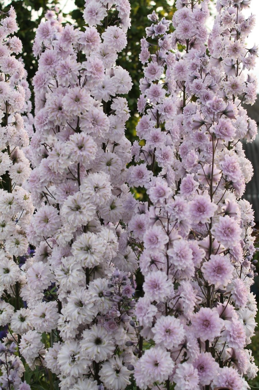 Delphinium Highlander Cha Cha