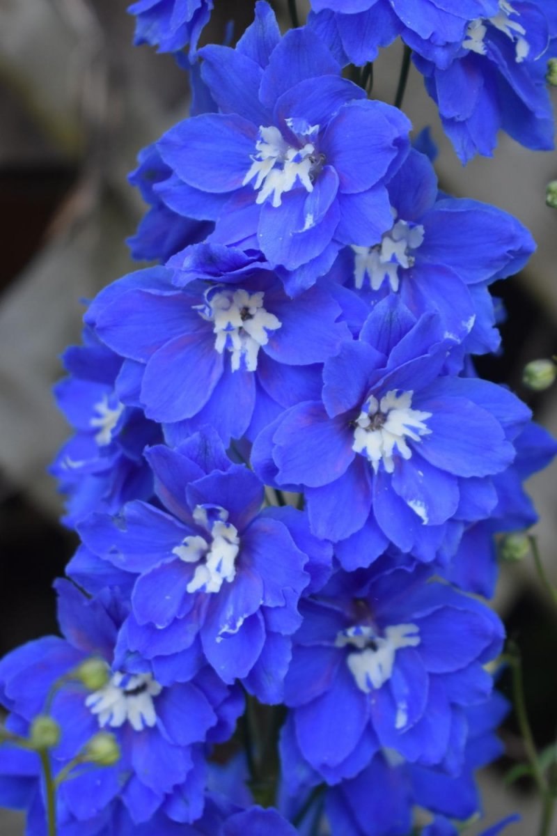 Дельфиниум Delphinium Coral Sunset