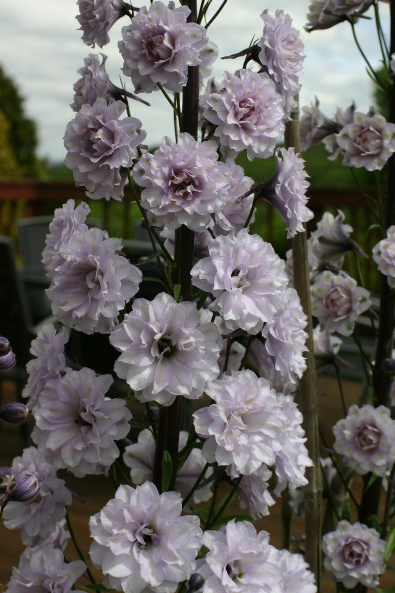 Дельфиниум Cha Cha