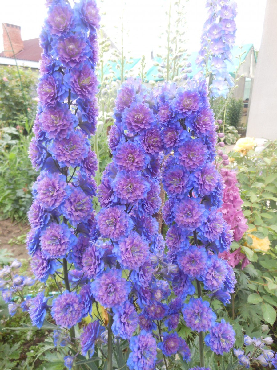 Дельфиниум Highlander Свит Сенсейшн