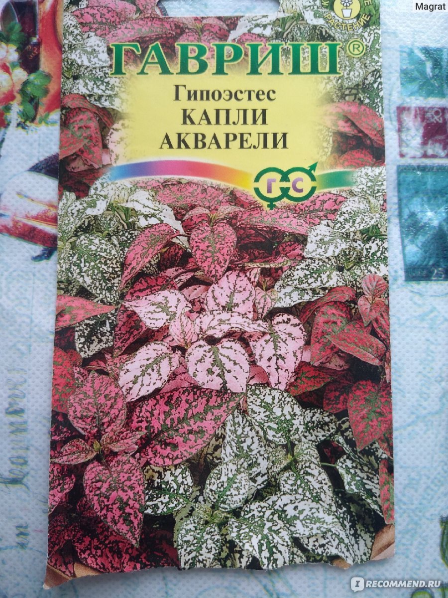 Гипоэстес семена Гавриш