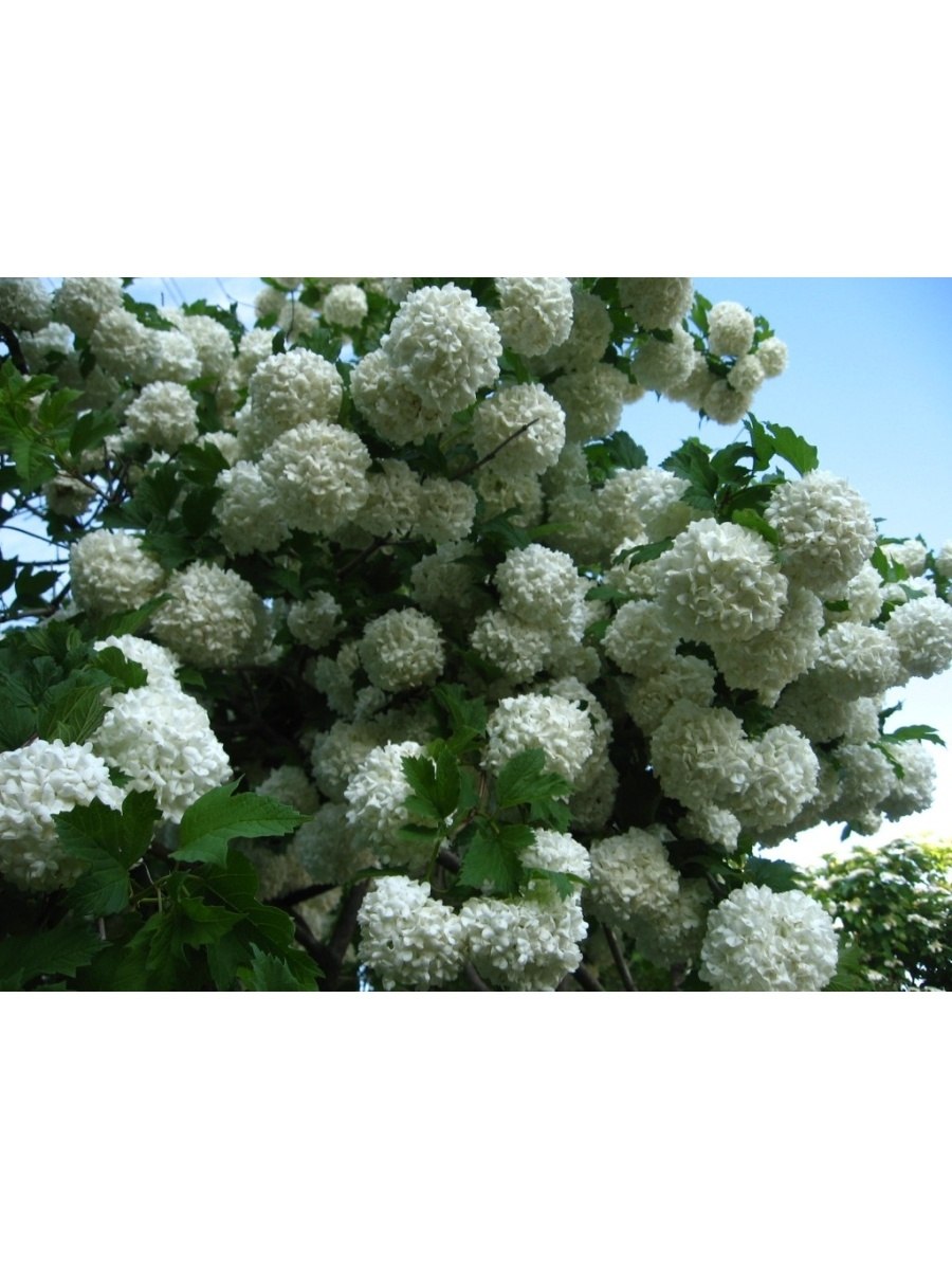 Калина бульденеж Живая изгородь