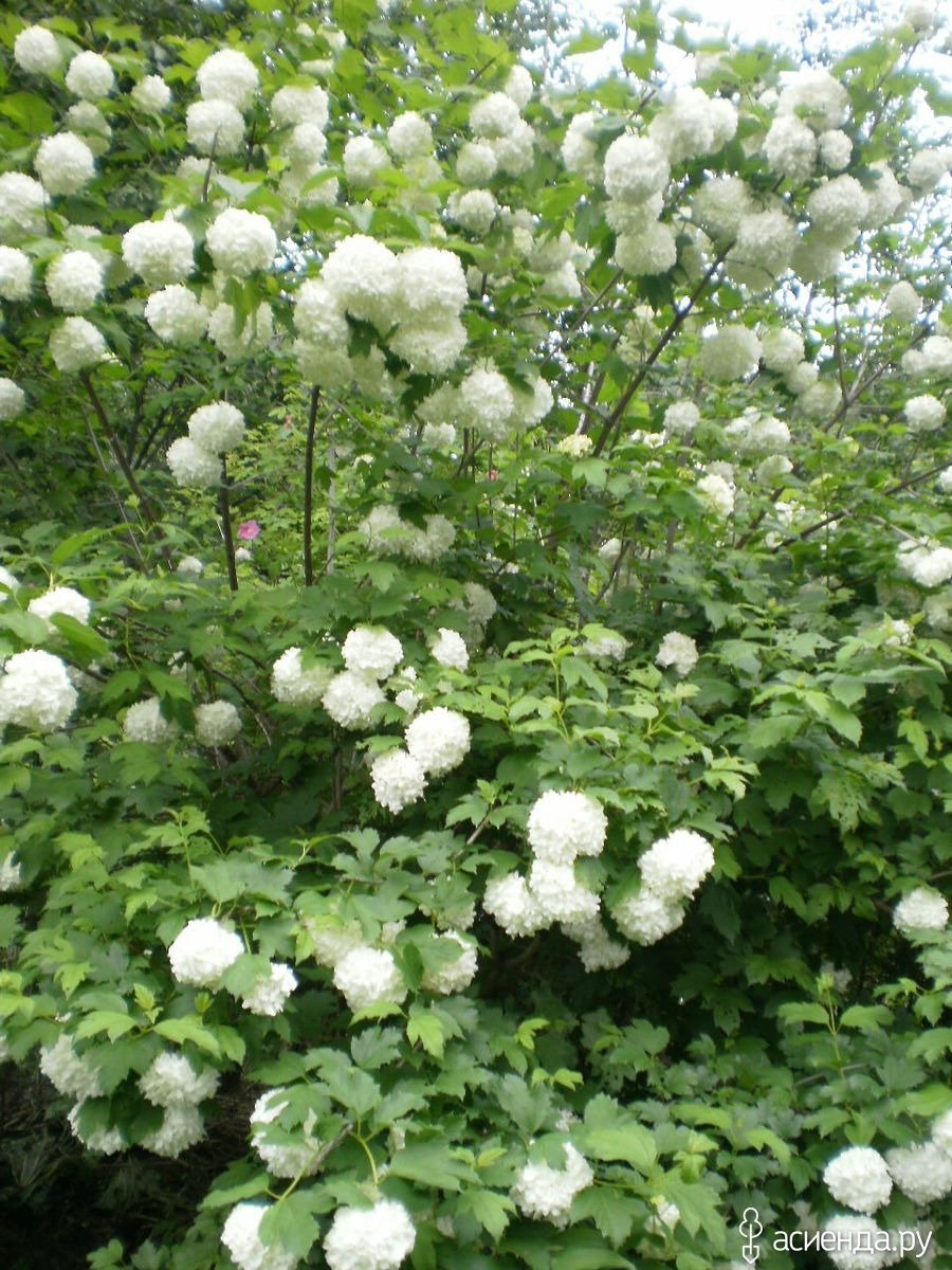 Калина бульденеж