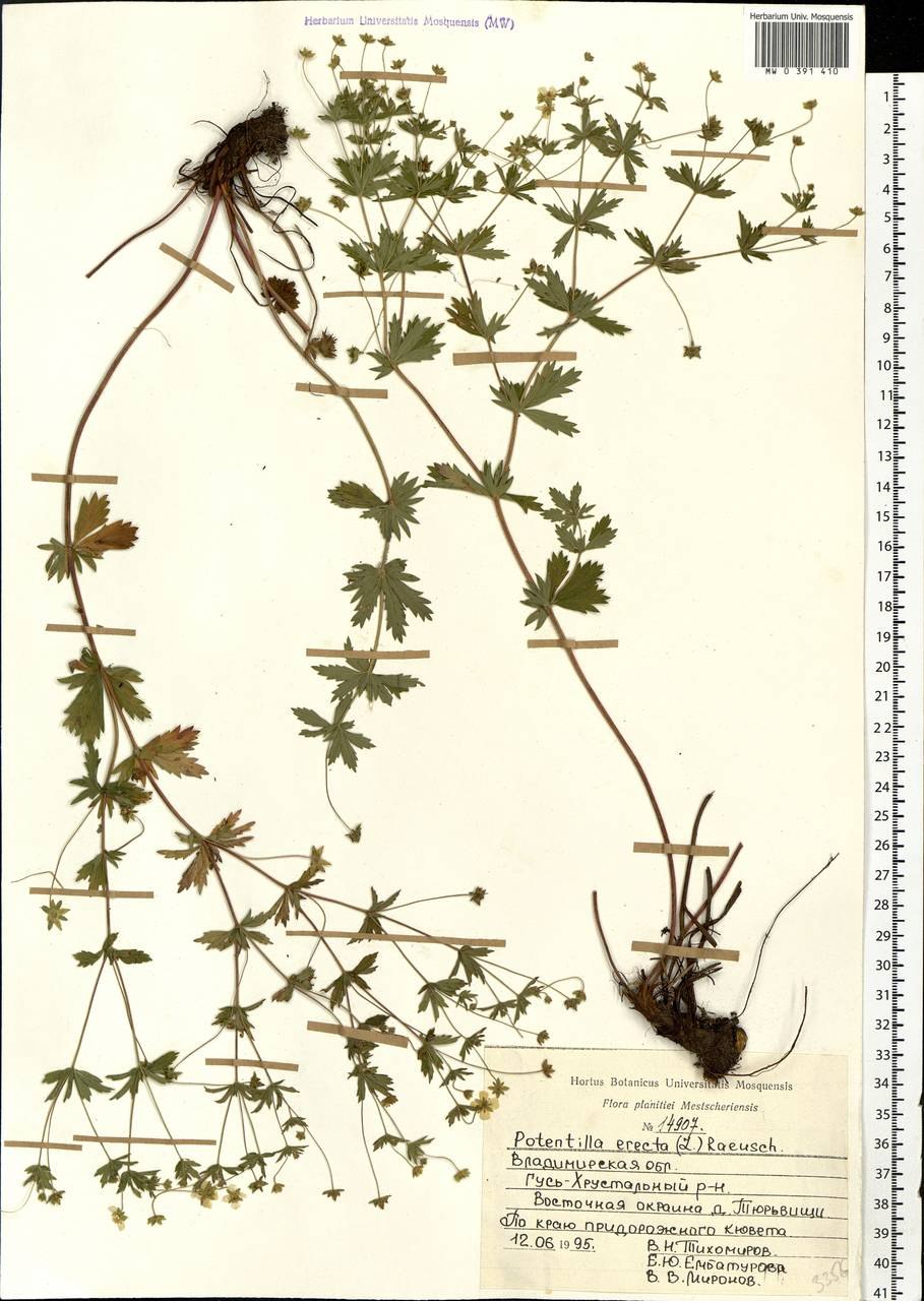 Лапчатка прямостоячая гипантий