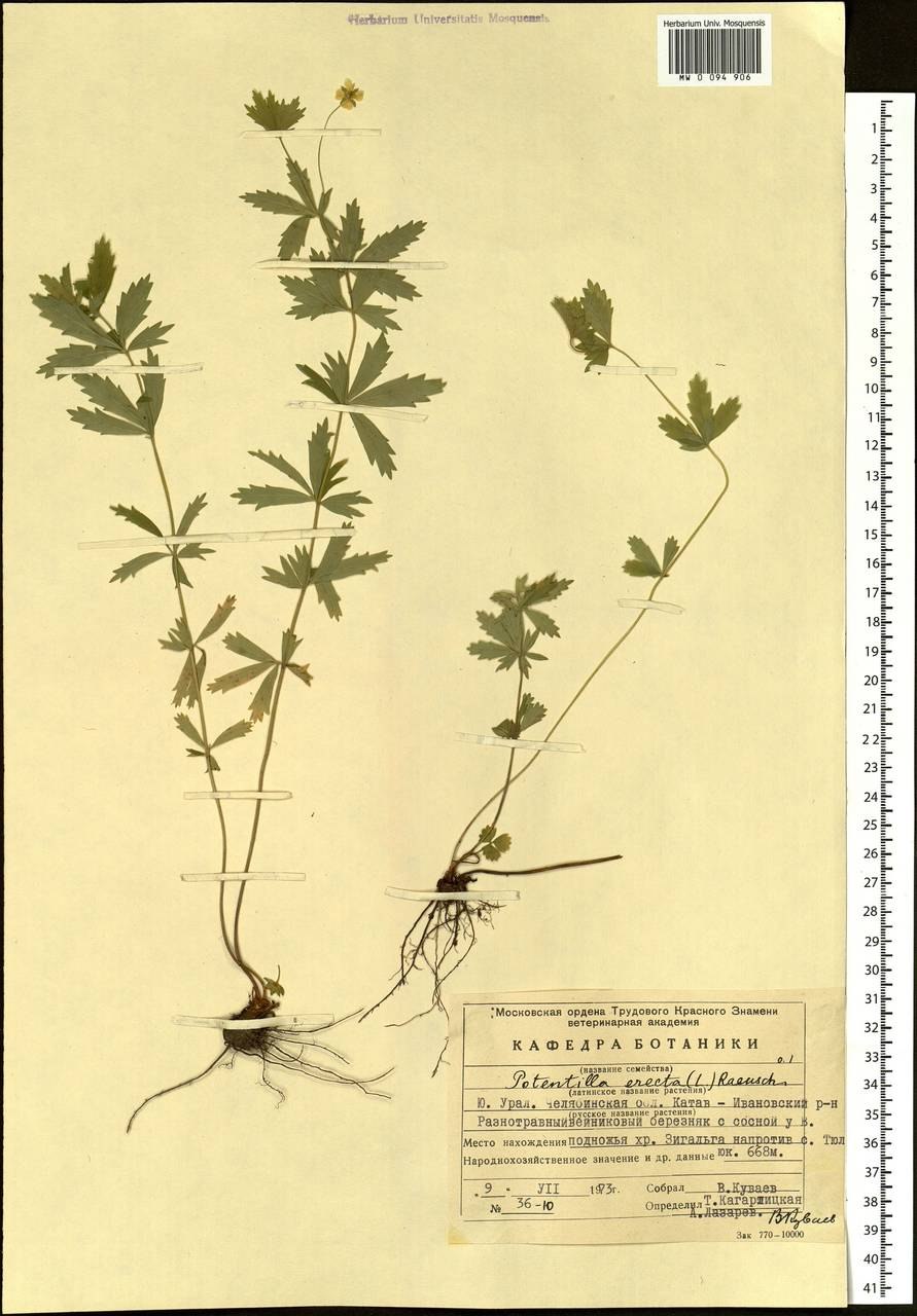 Корневища лапчатки прямостоячей