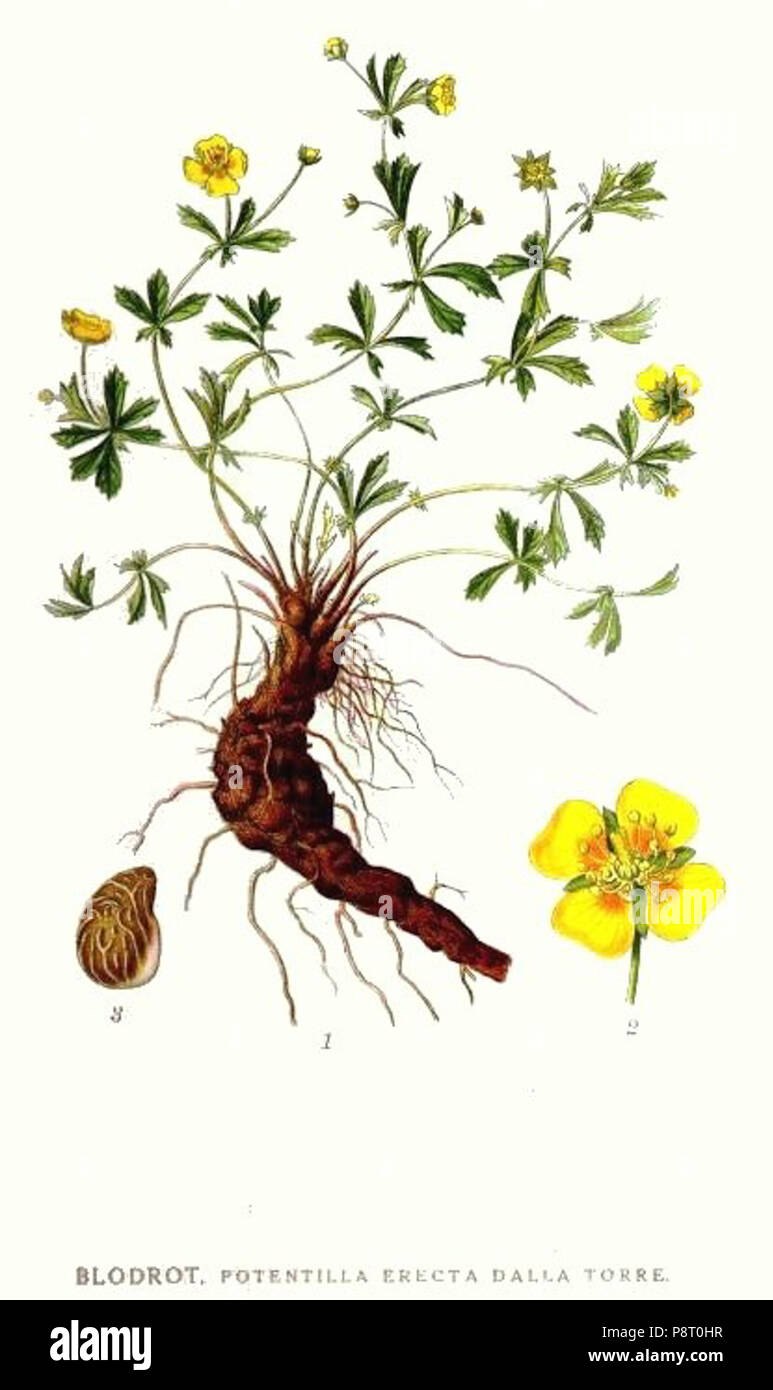 Корневища лапчатки прямостоячей