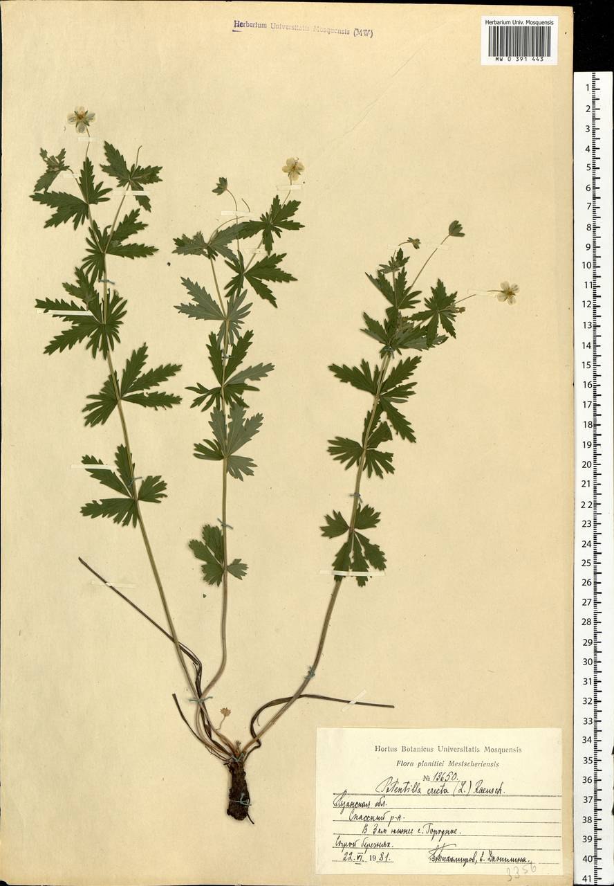 Калган корень сушеный