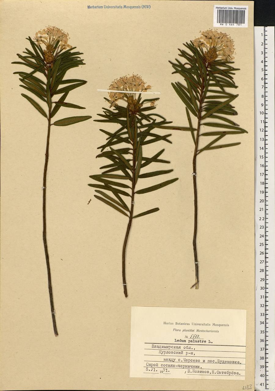 Побеги багульника микроскопия