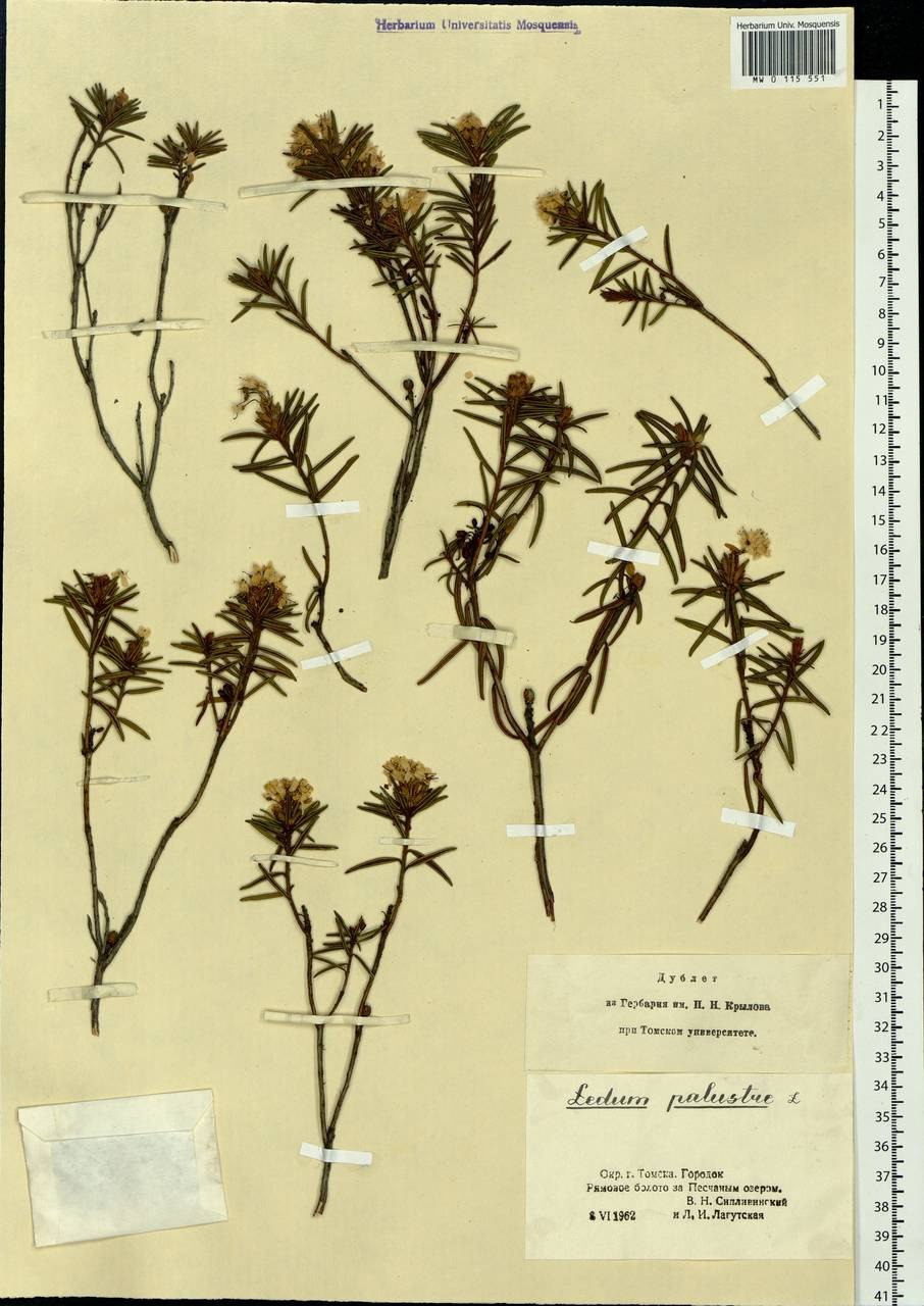 Болотная трава в лесу