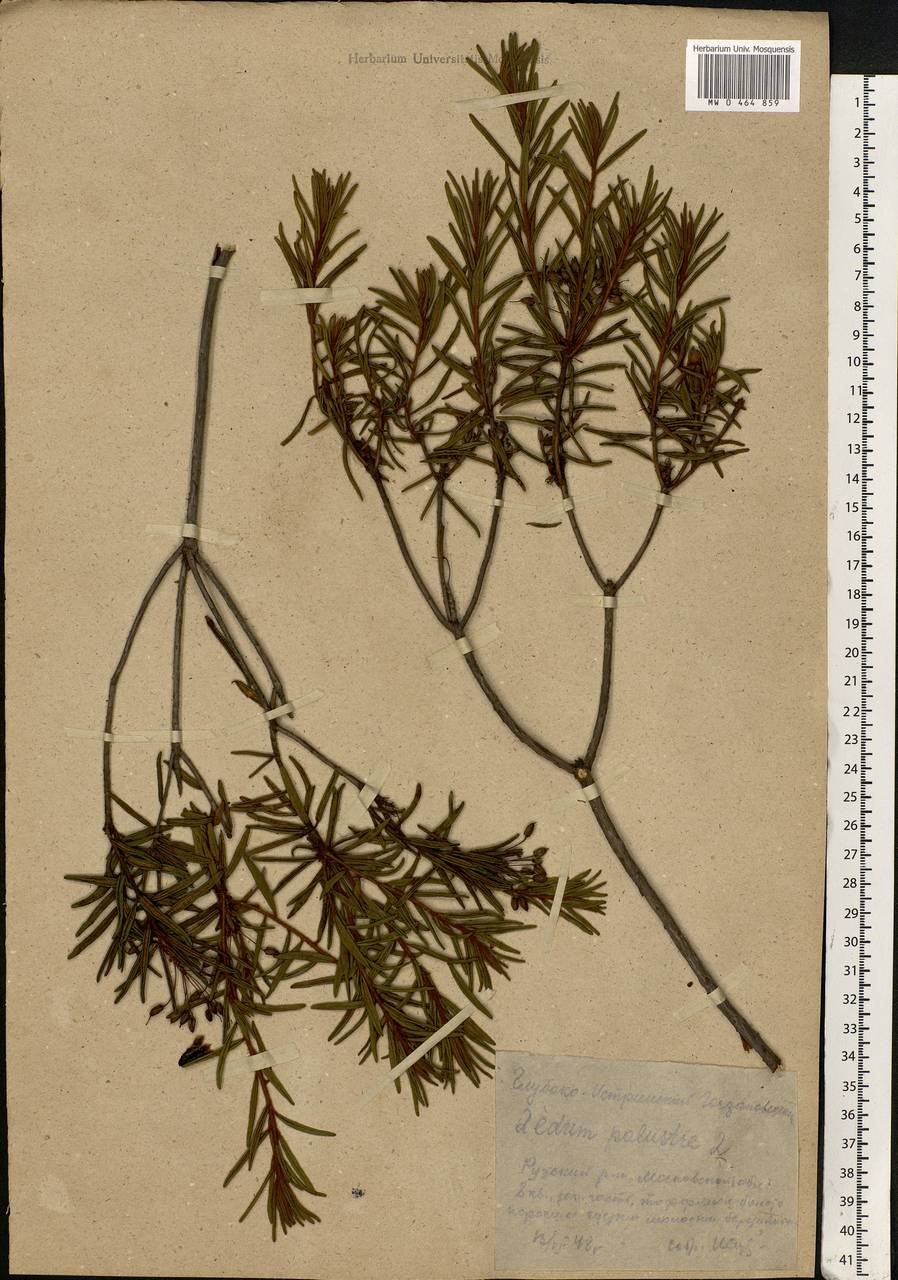 Радар-детектор Megaforcer z-11st