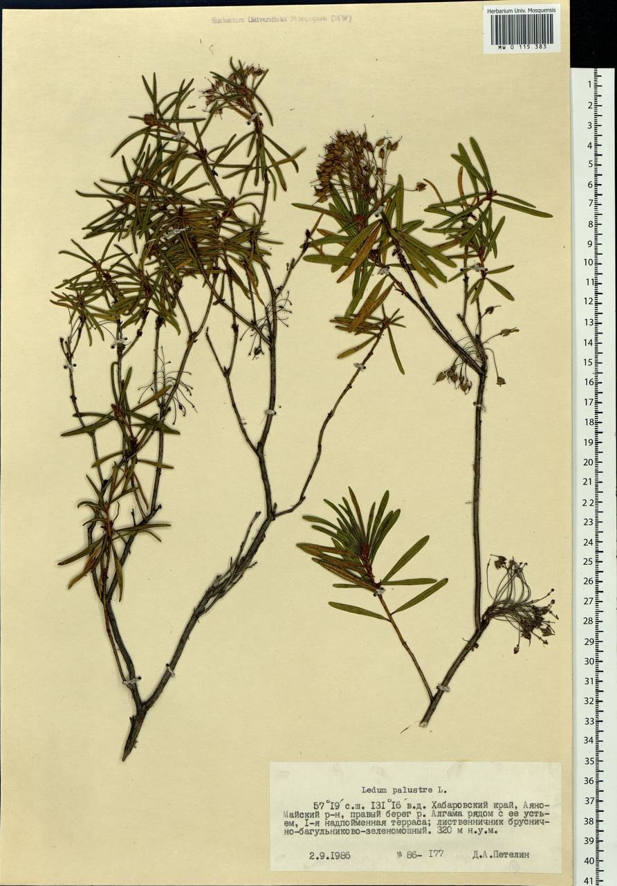 Фармакопея багульник болотный (78 фото)