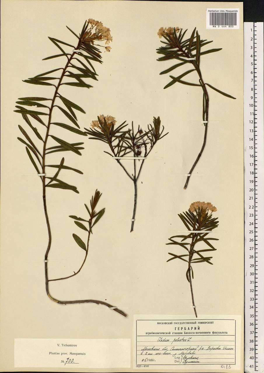 Ledum palustre гербарий