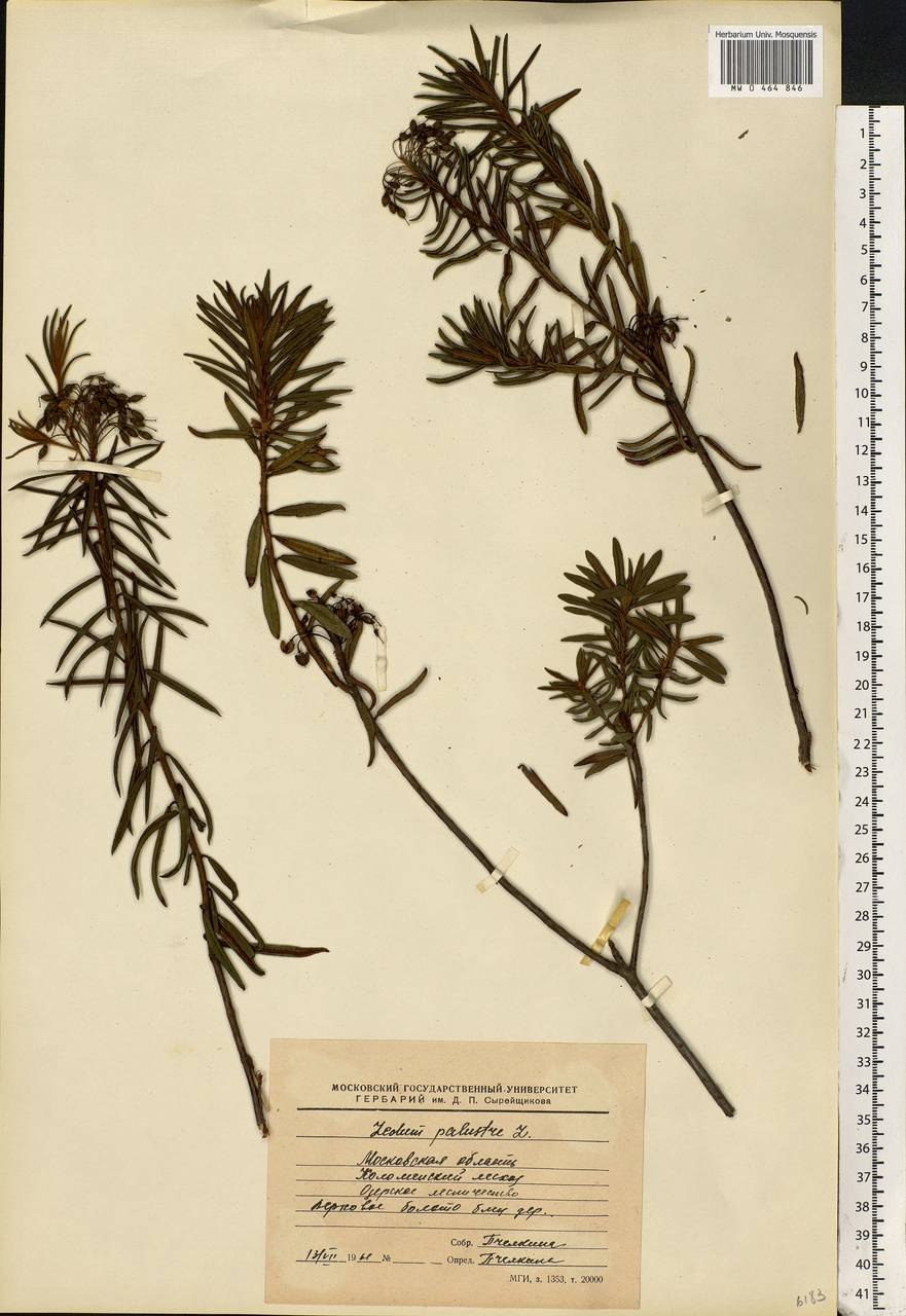 Багульник болотный