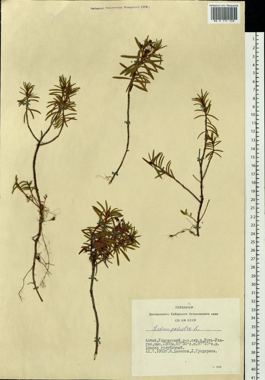 Ветка багульника эмблема