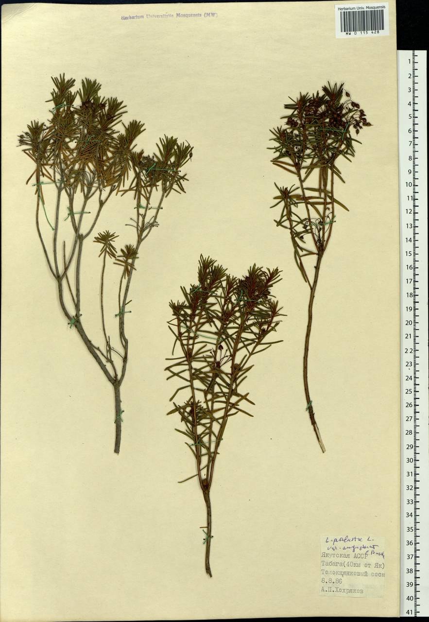 Побеги багульника болотного гербарий