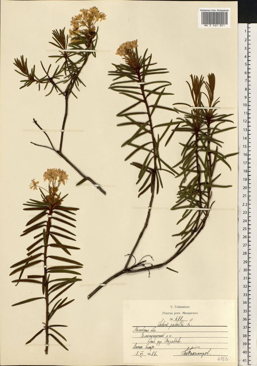 Багульник Тундровый