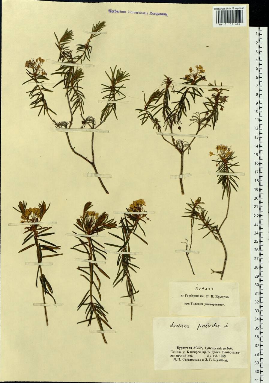 Багульник болотный на болоте