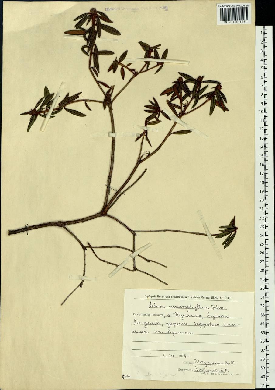 Багульник (Ledum palustre)